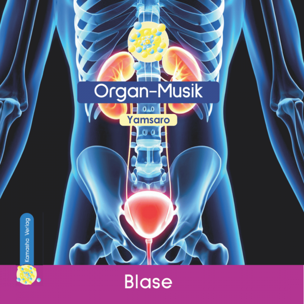 Blase CD Yamsaro Organ-Anatomie