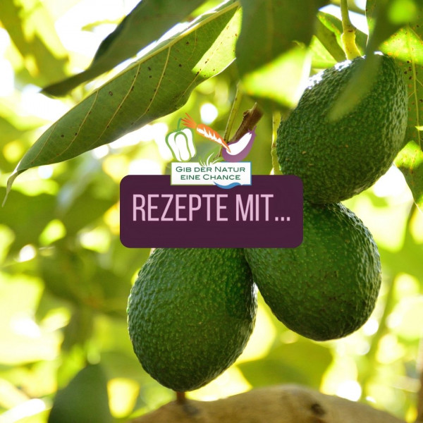 Rezepte-mit-Avocado-q
